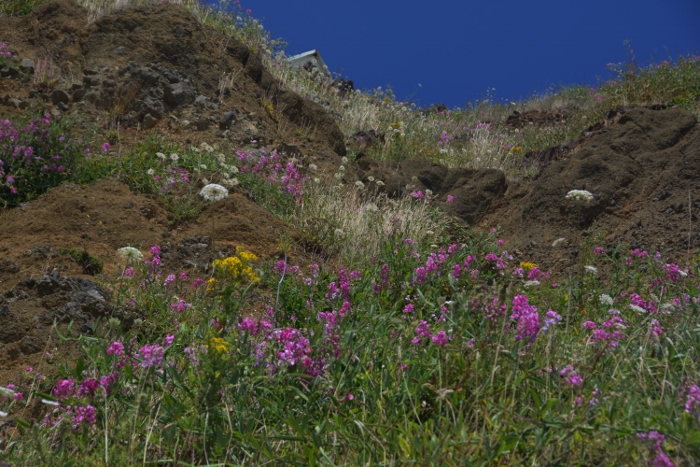 a hillside of wildflowers